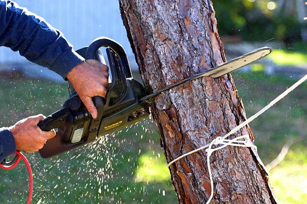 Best Arborist Consultation Services  in Butler Beach, FL