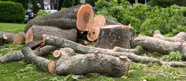 Best Tree Maintenance Programs  in Butler Beach, FL