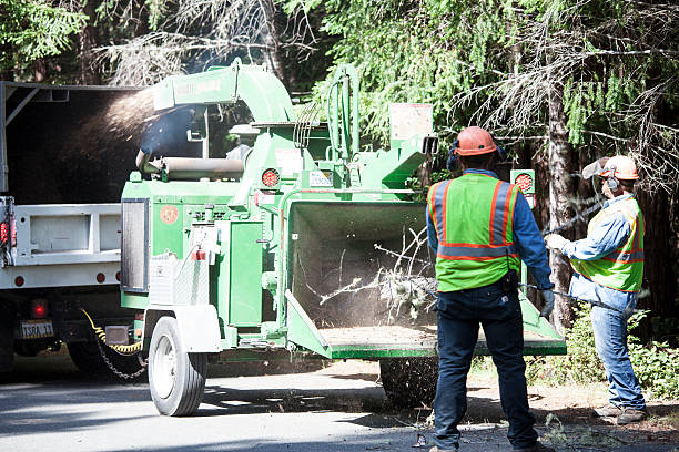 Best Hazardous Tree Removal  in Butler Beach, FL