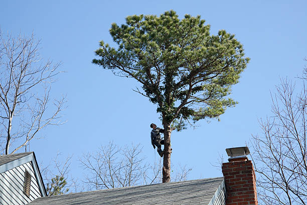 Best Tree Disease Treatment  in Butler Beach, FL