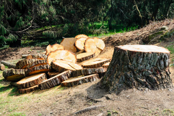 Best Storm Damage Tree Cleanup  in Butler Beach, FL